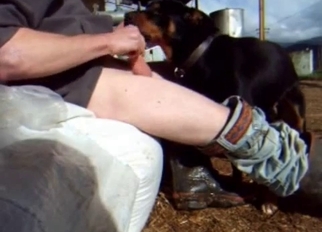Jerking my dick to cum on dog face