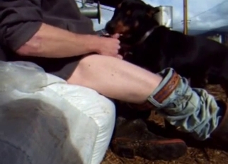 Jerking my dick to cum on dog face