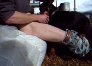 Jerking my dick to cum on dog face