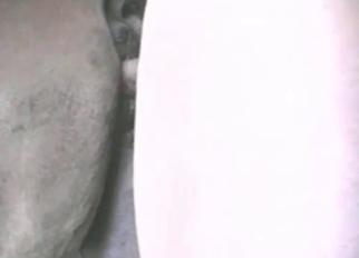 Fucking sweet stallion ass from behind