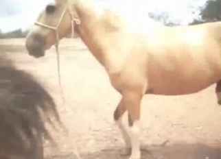 Stallion butt looks so freaking fuckable