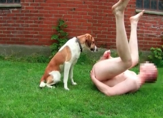 Dog licks his hard dick on the grass