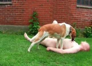 Dog licks his hard dick on the grass