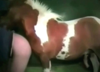 Spotted stallion fucks in doggy style