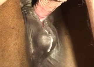 Good and tight anus of a stallion