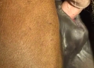 Good and tight anus of a stallion