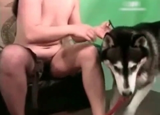 Husky in passionate amateur bestiality XXX