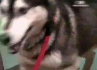 Husky in passionate amateur bestiality XXX