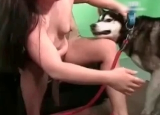 Husky in passionate amateur bestiality XXX