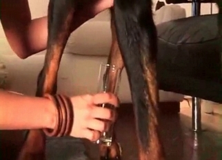 Collecting fresh animal semen to drink it