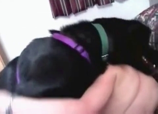 Brunette wife and her trained black beast
