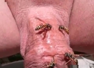 Wasps are looking great on his cock