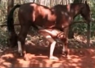 Gigantic long dick of a horny stallion