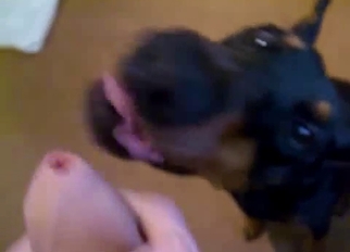 Cumming on the face of my hot doggy