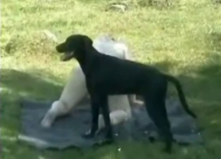 Small black dog and chubby zoophile