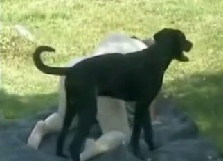 Small black dog and chubby zoophile