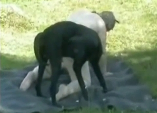 Small black dog and chubby zoophile