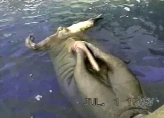 Pointy and hard dick of a sea beast
