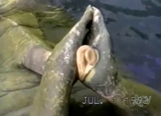 Pointy and hard dick of a sea beast