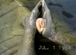 Pointy and hard dick of a sea beast