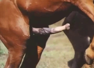 Two horses have passionate wild sex