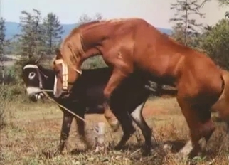 Two horses have passionate wild sex