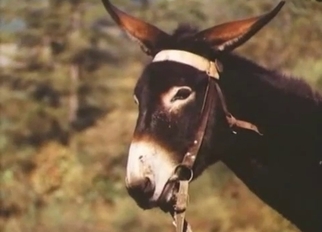 Two horses have passionate wild sex