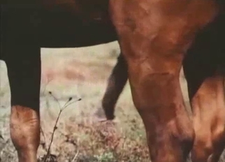 Two horses have passionate wild sex