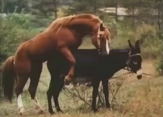 Two horses have passionate wild sex