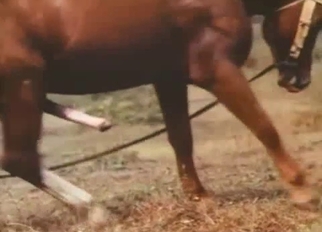 Two horses have passionate wild sex