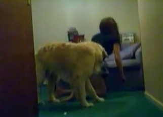 Trained dog shows some skills and tricks