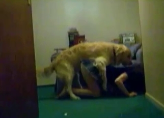 Trained dog shows some skills and tricks