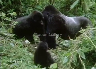 Gorilla fucked a small young monkey