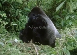 Gorilla fucked a small young monkey