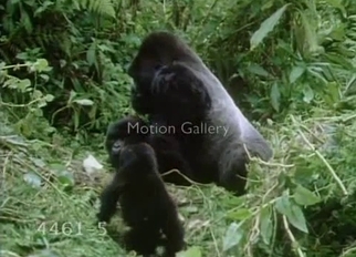 Gorilla fucked a small young monkey