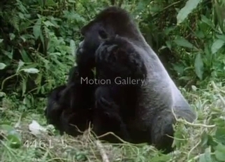 Gorilla fucked a small young monkey