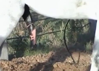 Gigantic loaded sausage of a stallion