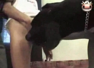 Black beast licks her shaved vagina