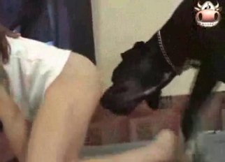 Black beast licks her shaved vagina