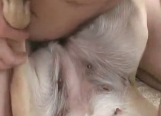 Sexy doggy fucked in hardcore mode