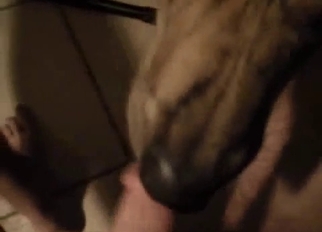 Sweet dog licks my dick in POV mode