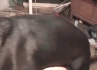 Stunning doggy fucking her wet hole