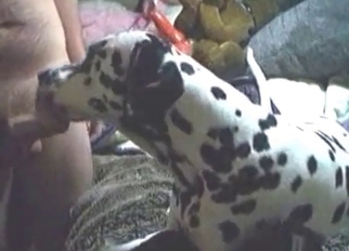Dalmatian in amazing amateur bestiality