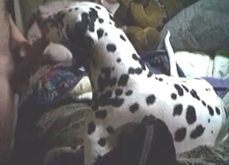 Dalmatian in amazing amateur bestiality