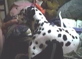 Dalmatian in amazing amateur bestiality