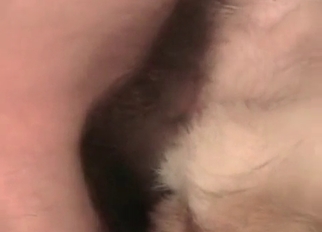 Cute dog anus fucked in close-up mode