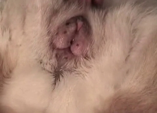 Cute dog anus fucked in close-up mode