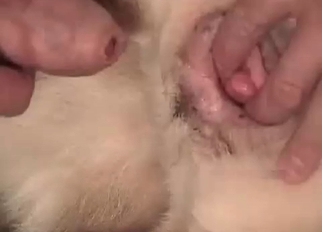 Cute dog anus fucked in close-up mode
