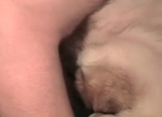 Cute dog anus fucked in close-up mode