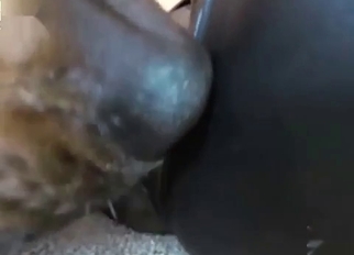 Gorgeous dog licks her wide-opened crack